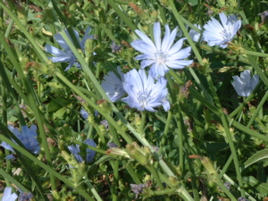 chicory close.jpg